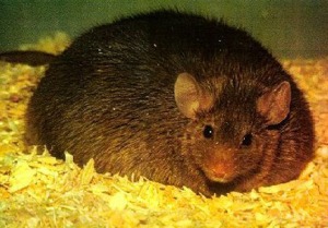 Ratón Engordado con Insulina